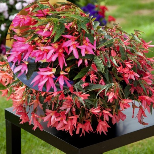 Begonia boliviensis 'Bellavista® Rose' - Boliivia begoonia 'Bellavista® Rose' P9/0,55L